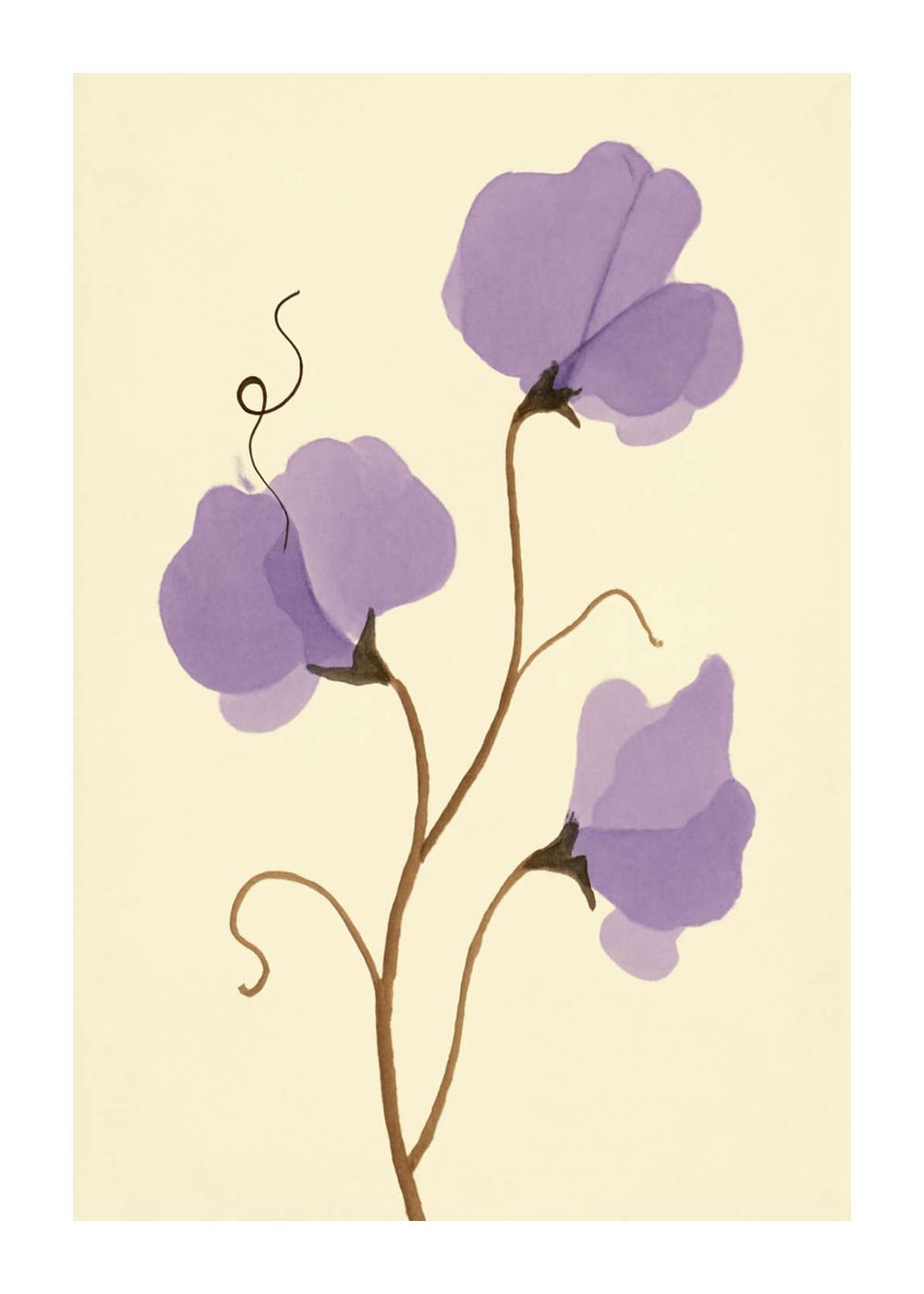 Luktärt i lavendel Poster