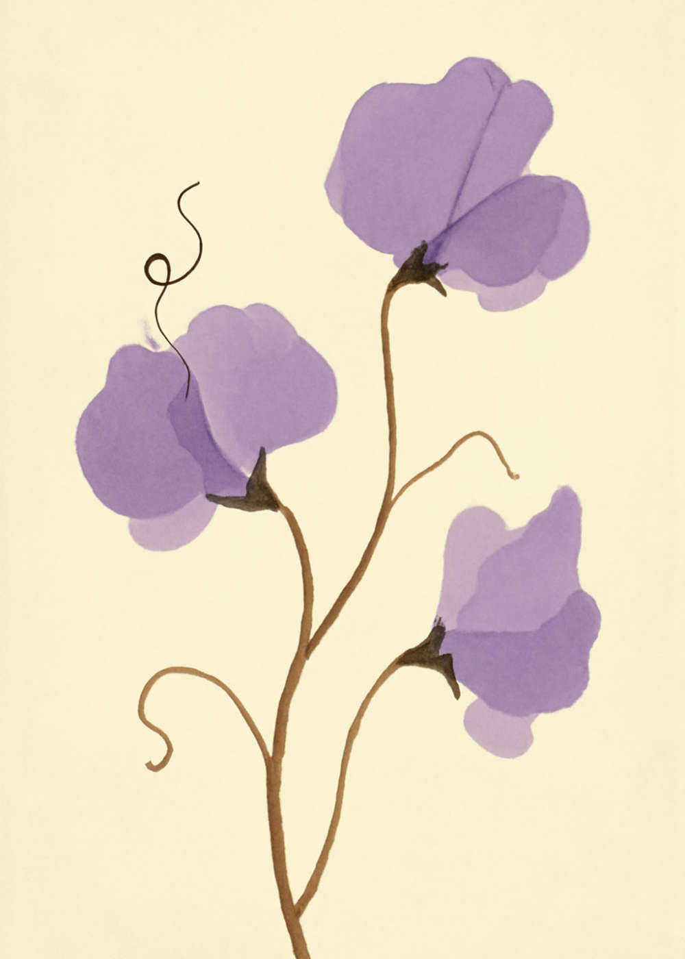 Luktärt i lavendel Poster