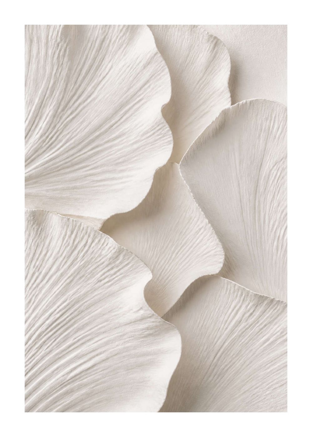 Vallmoblad i vit relief Poster