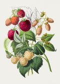 Strawberry Botanical