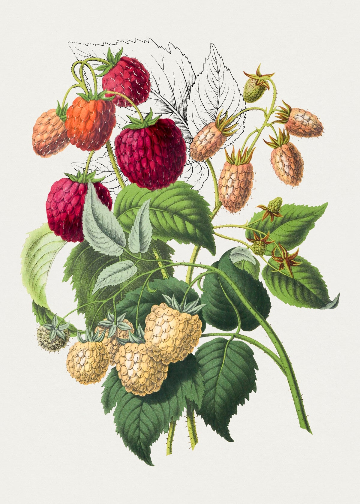 Strawberry Botanical