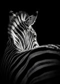 Striking Zebra Poster