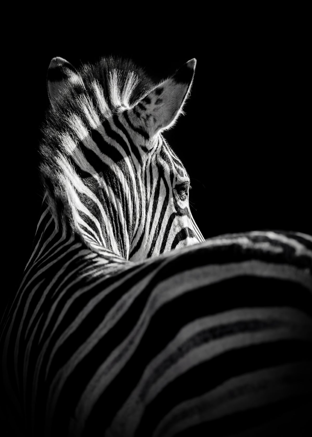 Striking Zebra Poster