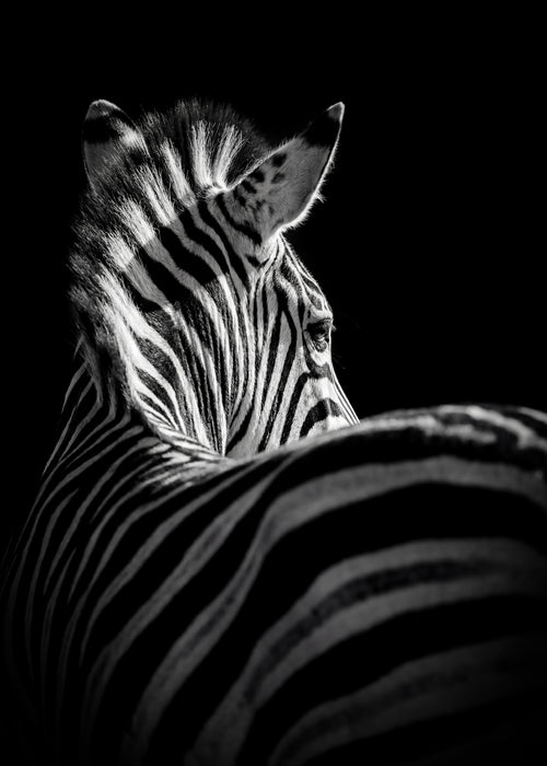 Striking Zebra Poster