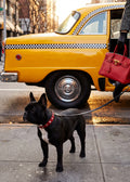Urban Dog Red Bag Poster