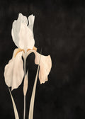 White Iris on Black
