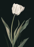 White Tulip at Night