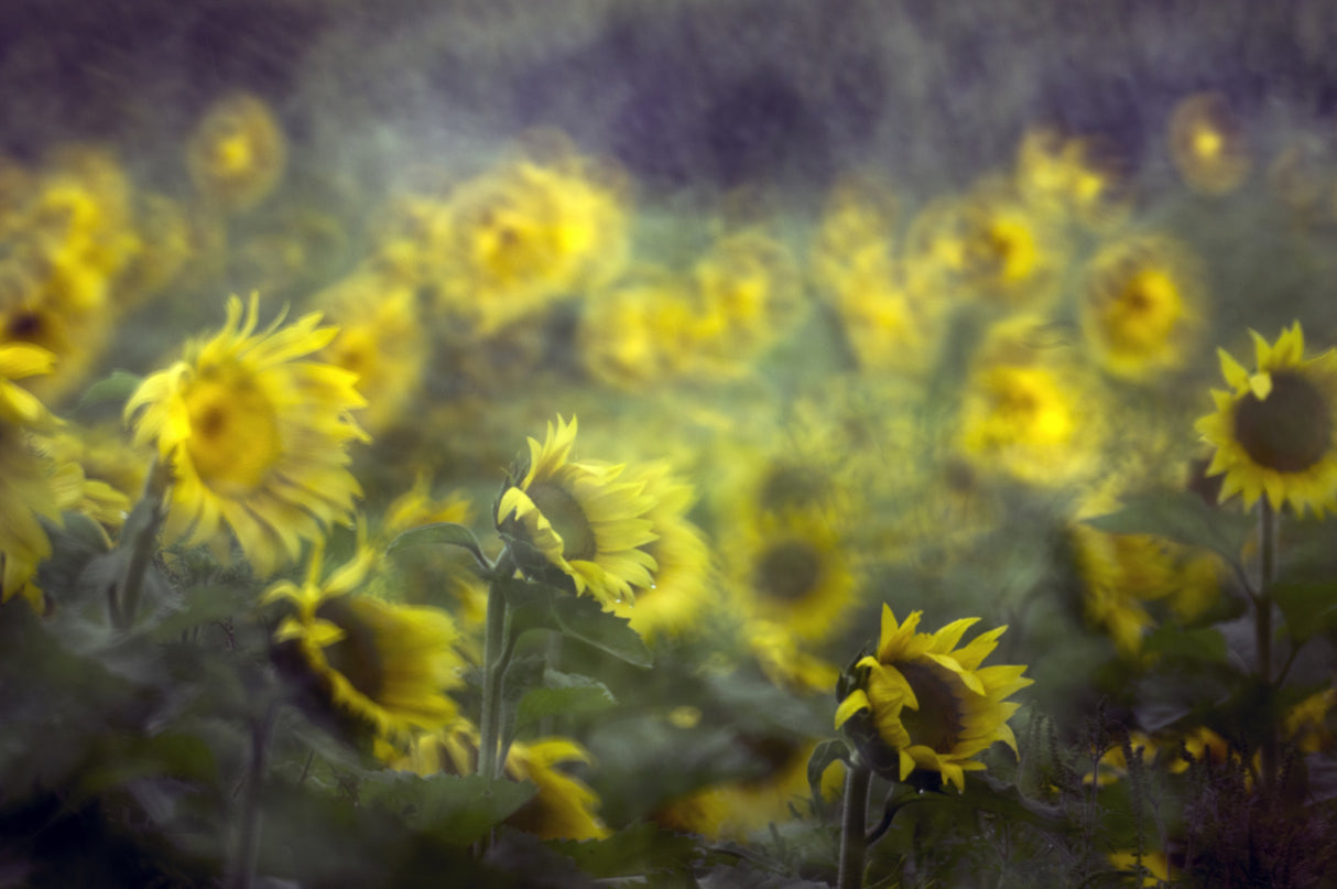 sunflower Poster och Canvastavla