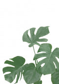 Monstera Aqua 04 Poster och Canvastavla