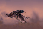 Starling at sunset Poster och Canvastavla