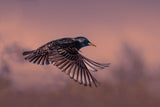 Starling at sunset Poster och Canvastavla