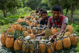Carrying Pineapple on bicycle Poster och Canvastavla