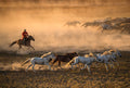 Mongolia Horses Poster och Canvastavla