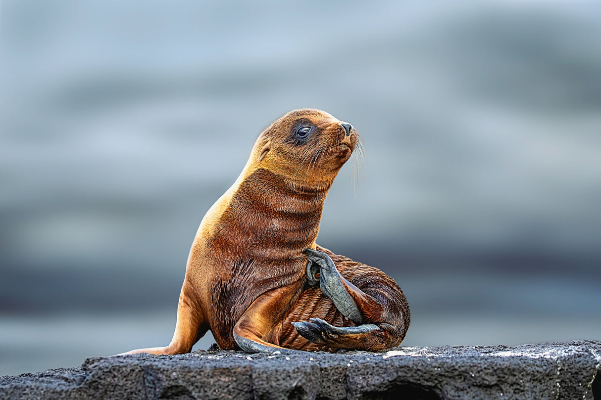 Baby Seal Poster och Canvastavla