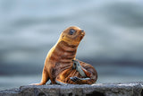 Baby Seal Poster och Canvastavla