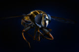 Yellow and blue Poster och Canvastavla