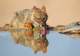 Golden Jackal Poster och Canvastavla