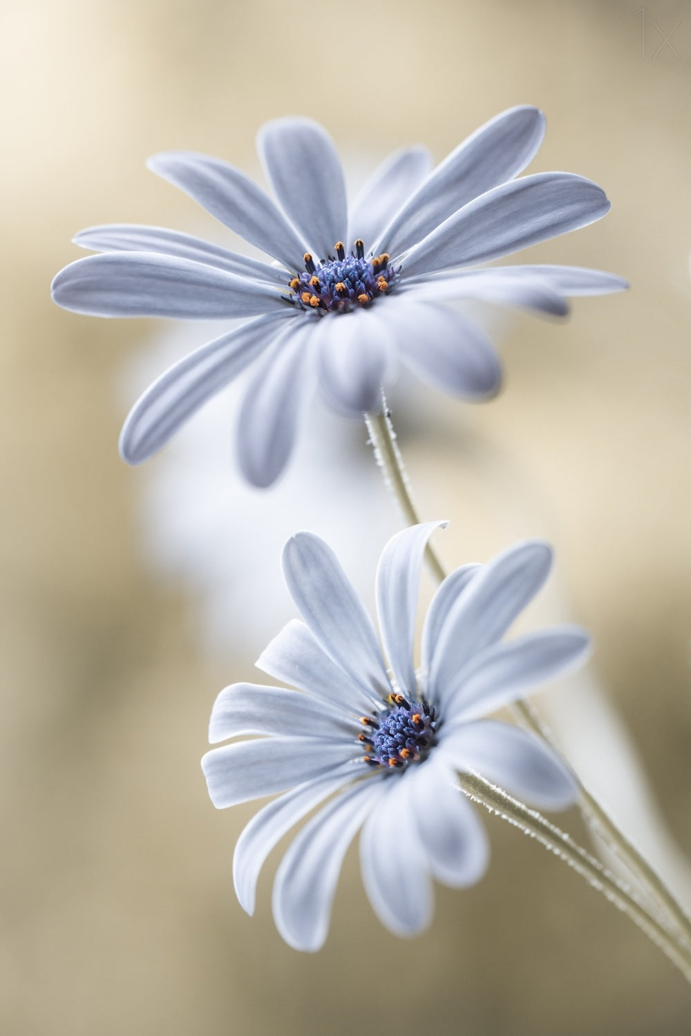 Cape daisies Poster och Canvastavla