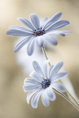 Cape daisies Poster och Canvastavla