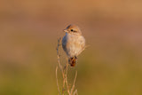 isabelline shrike Poster och Canvastavla