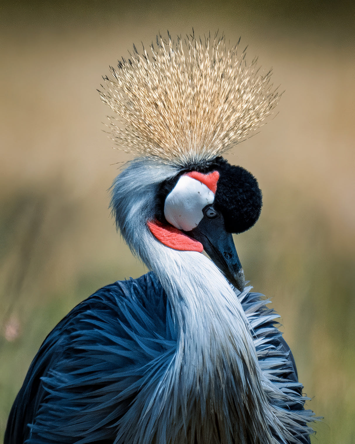 Crowned Crane Poster och Canvastavla