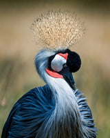 Crowned Crane Poster och Canvastavla