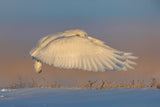 Snowy Owl Poster och Canvastavla