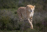 There is beauty in the hunt Poster och Canvastavla