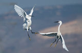 Ardea alba Poster och Canvastavla