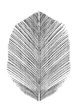 Feather Poster och Canvastavla