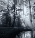 Forest Poster och Canvastavla