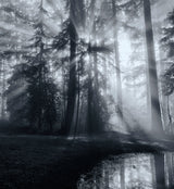 Forest Poster och Canvastavla