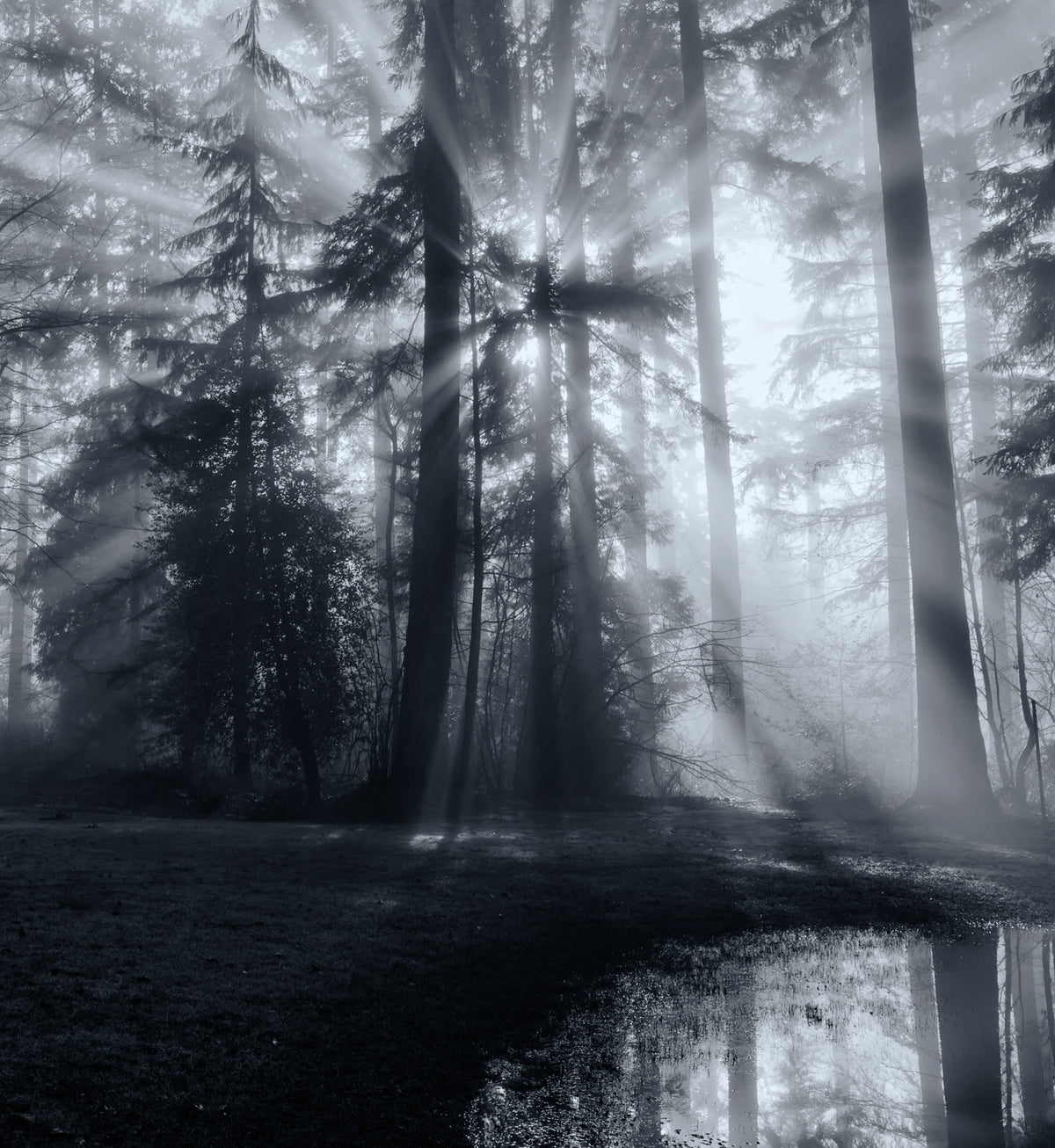 Forest Poster och Canvastavla