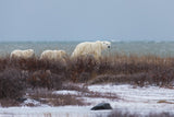 Follow me Poster och Canvastavla