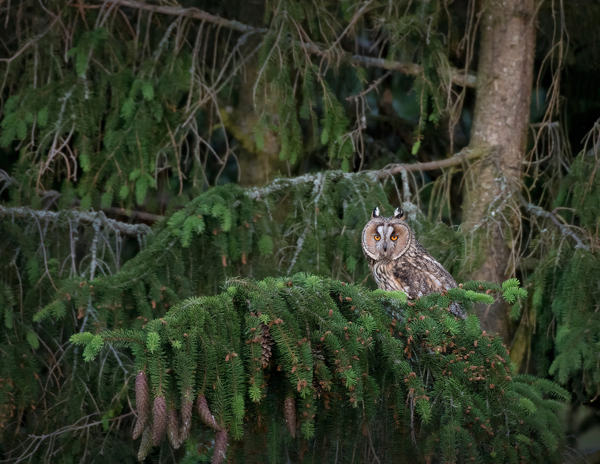 Short eared owl Poster och Canvastavla