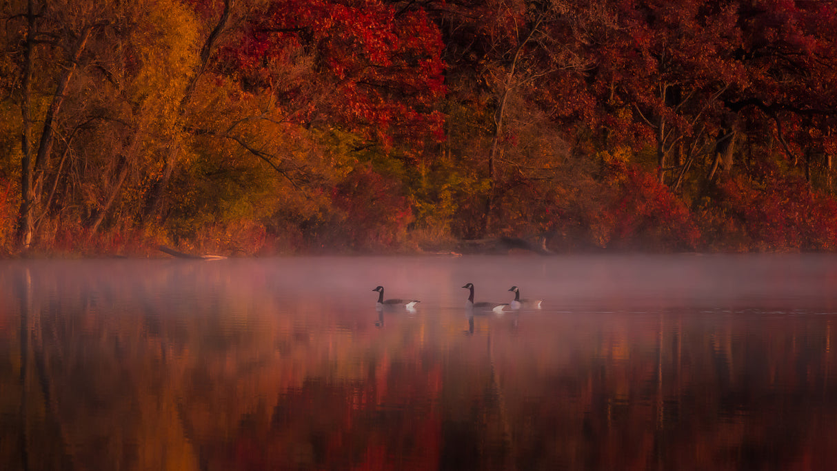 Autumn Impression Poster och Canvastavla