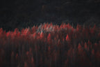 late autumn Poster och Canvastavla