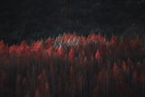 late autumn Poster och Canvastavla