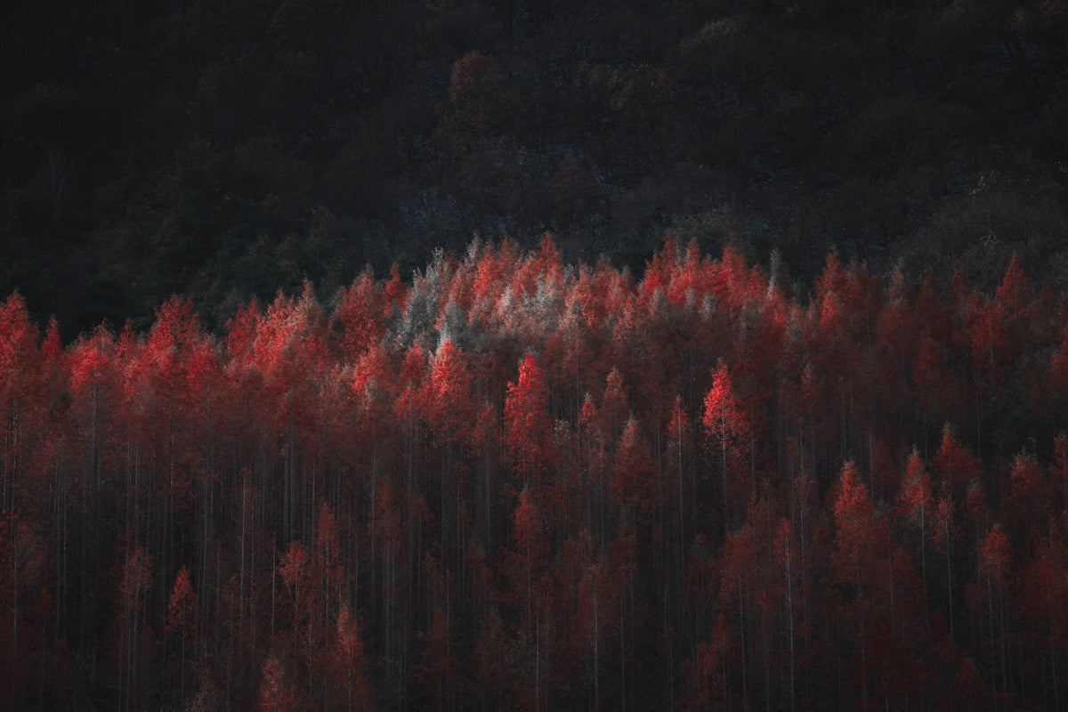 late autumn Poster och Canvastavla