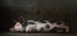 A pigs life..... Poster och Canvastavla