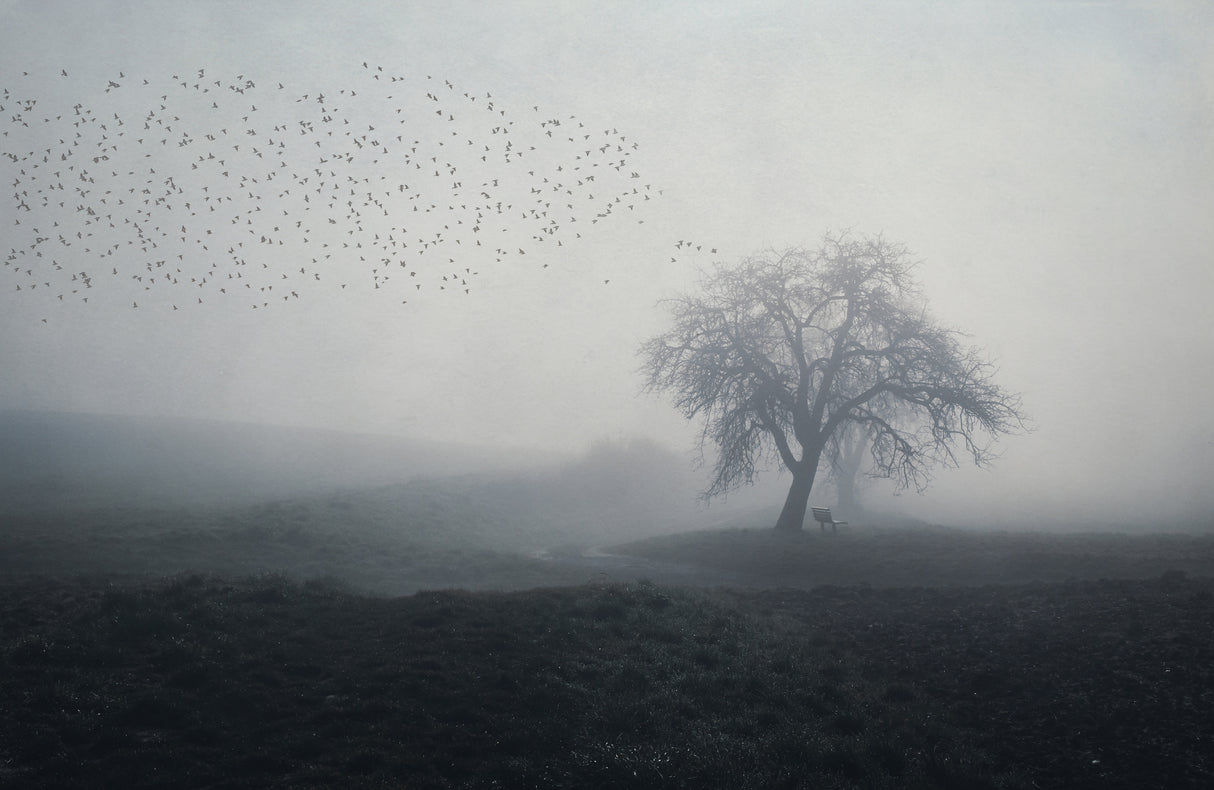 misty morning Poster och Canvastavla