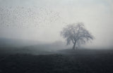 misty morning Poster och Canvastavla
