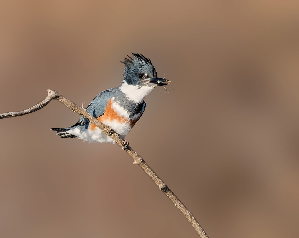 Belted Kingfisher with a Minnow Poster och Canvastavla