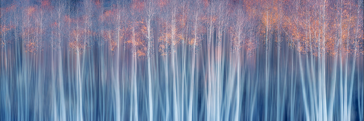 Forest in Autumn Dream Poster och Canvastavla