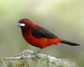 Ramphocelus dimidiatus Poster och Canvastavla