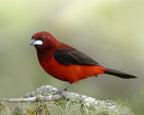 Ramphocelus dimidiatus Poster och Canvastavla