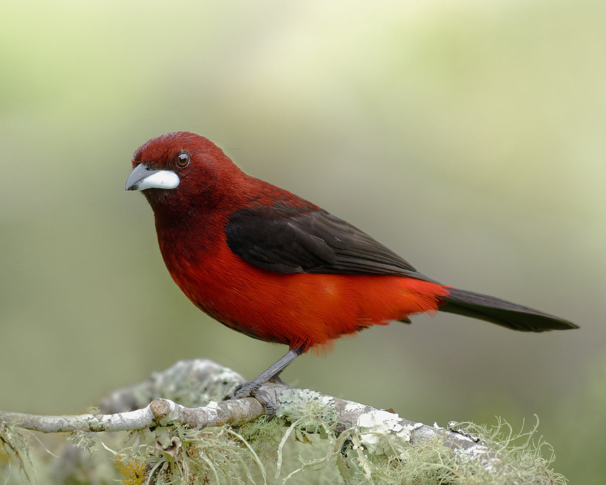 Ramphocelus dimidiatus Poster och Canvastavla