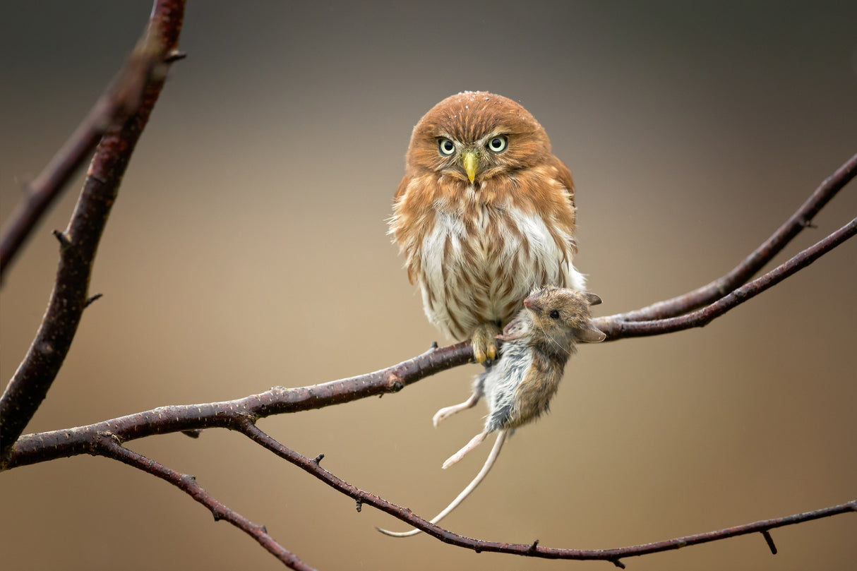 Ferruginous Pygmy Owl Poster och Canvastavla