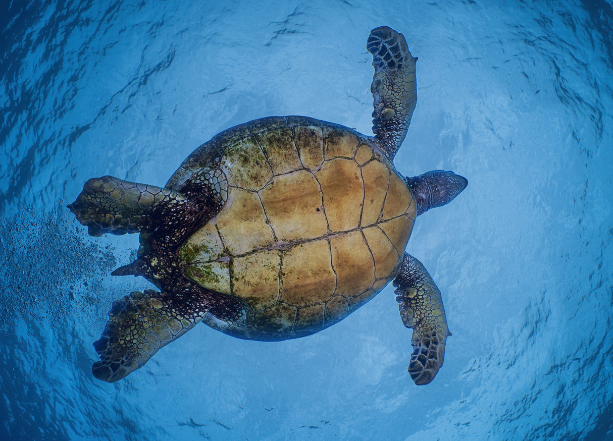 Zen Turtle Poster och Canvastavla