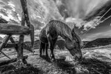 THE HORSE Poster och Canvastavla